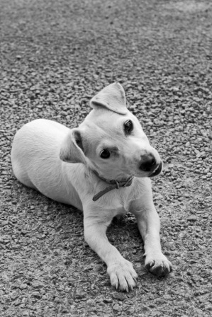 small dog looking quizzically